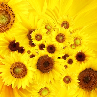 Cool Sunflowers - Obrázkek zdarma pro 128x128