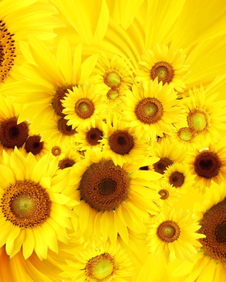 Cool Sunflowers - Obrázkek zdarma pro Nokia C1-02