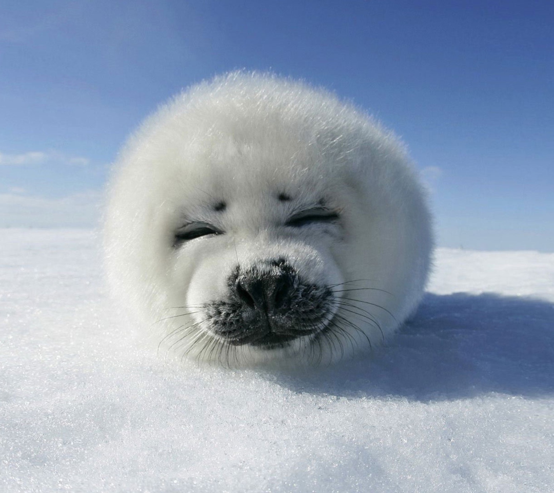 Fondo de pantalla White Seal 1080x960