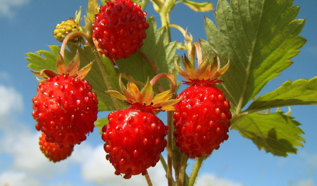 Screenshot №1 pro téma Strawberry Field 1024x600