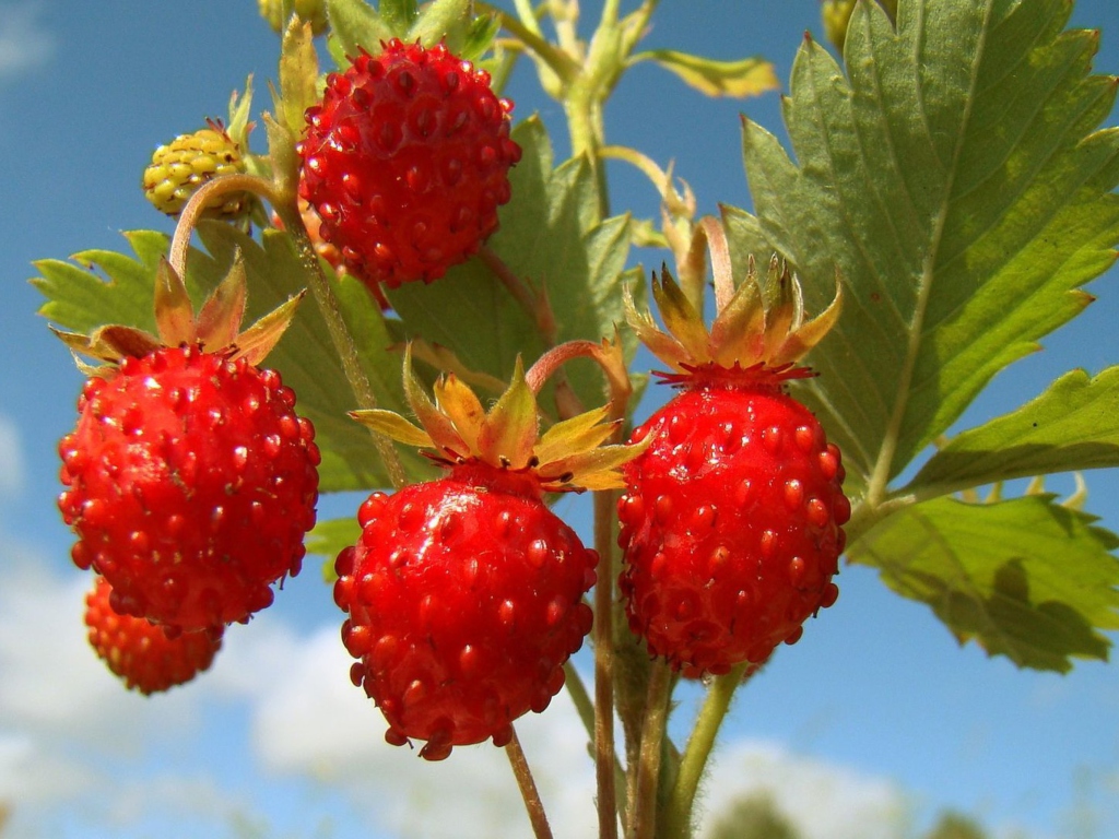 Strawberry Field wallpaper 1024x768