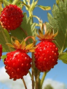 Strawberry Field screenshot #1 132x176