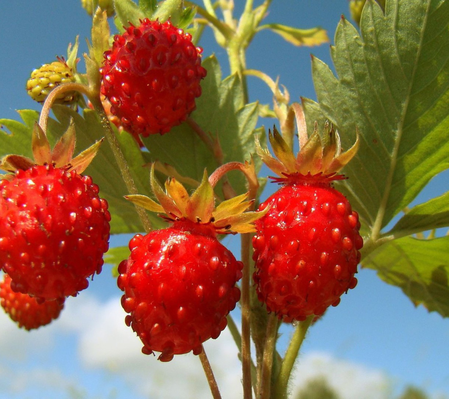 Strawberry Field screenshot #1 1440x1280
