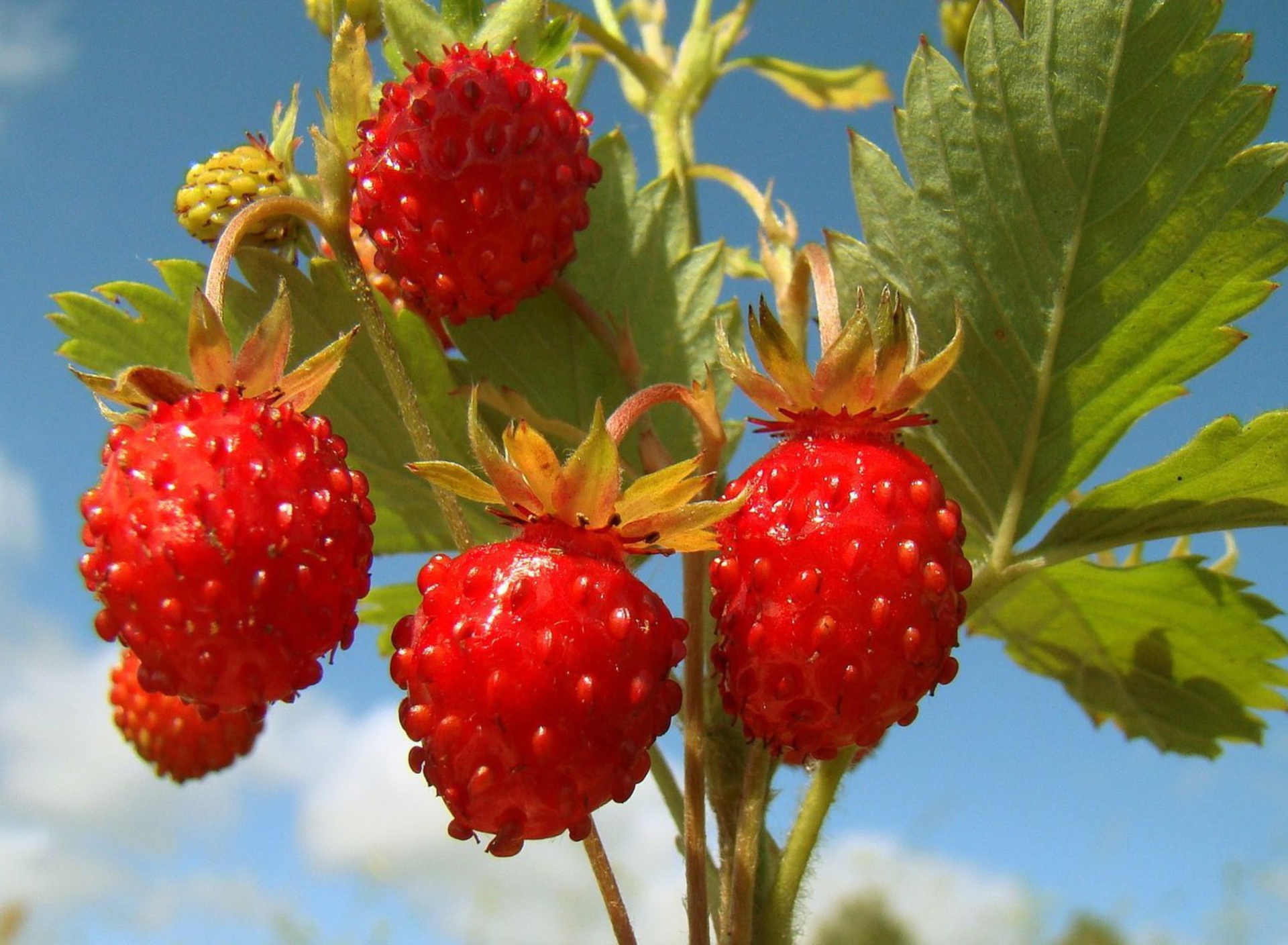 Fondo de pantalla Strawberry Field 1920x1408