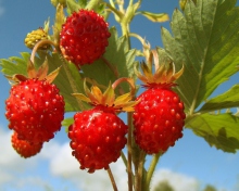 Strawberry Field screenshot #1 220x176