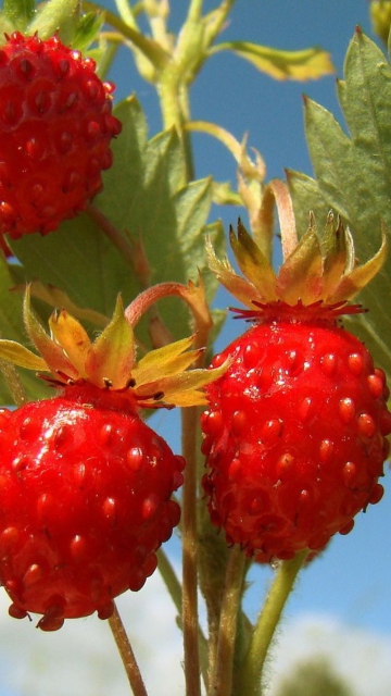 Strawberry Field screenshot #1 360x640