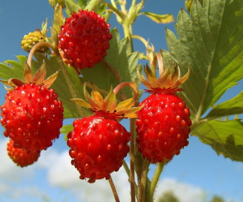 Strawberry Field screenshot #1 480x400
