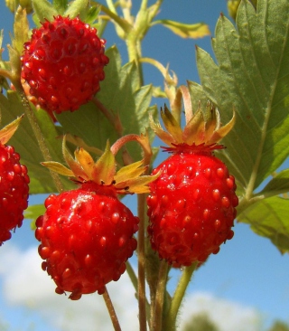 Strawberry Field Background for Nokia Asha 305