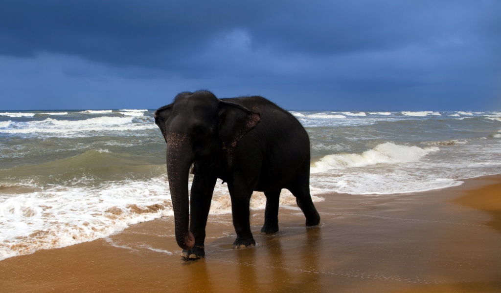 Das Elephant On Beach Wallpaper 1024x600