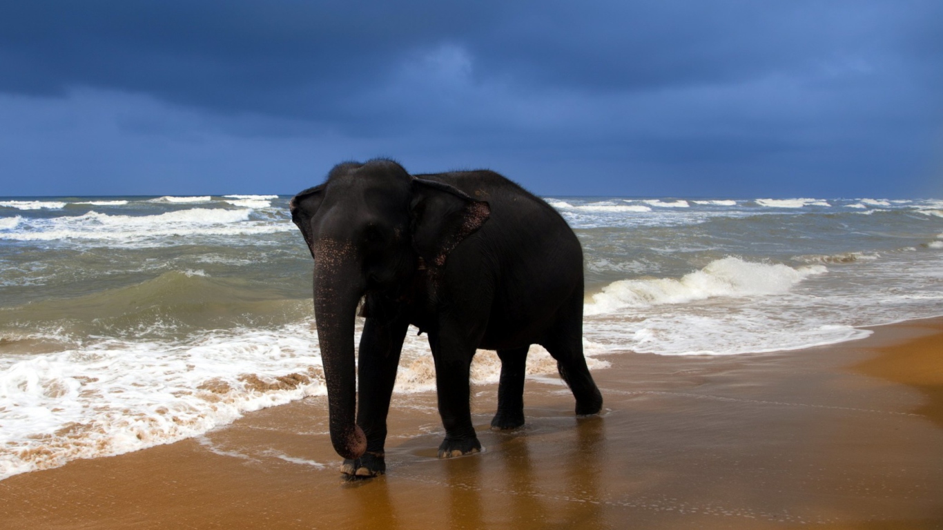 Das Elephant On Beach Wallpaper 1366x768