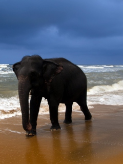 Das Elephant On Beach Wallpaper 240x320