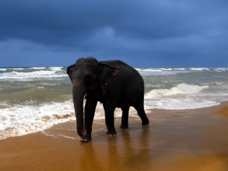 Sfondi Elephant On Beach 320x240