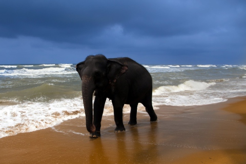 Elephant On Beach wallpaper 480x320