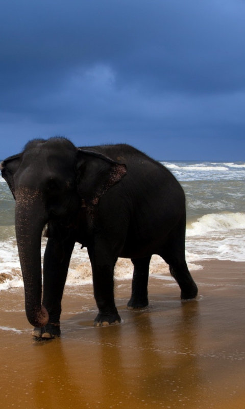 Elephant On Beach wallpaper 480x800