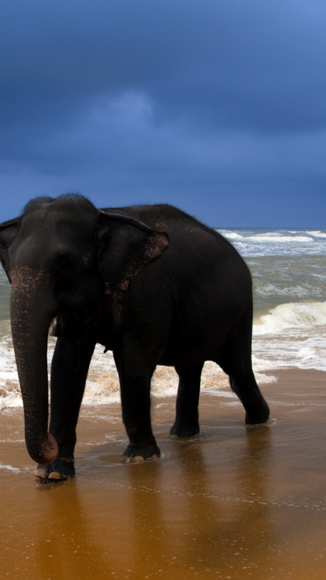 Elephant On Beach wallpaper 640x1136