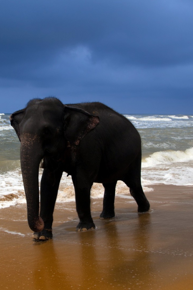 Das Elephant On Beach Wallpaper 640x960