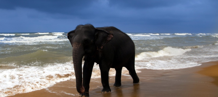 Elephant On Beach screenshot #1 720x320