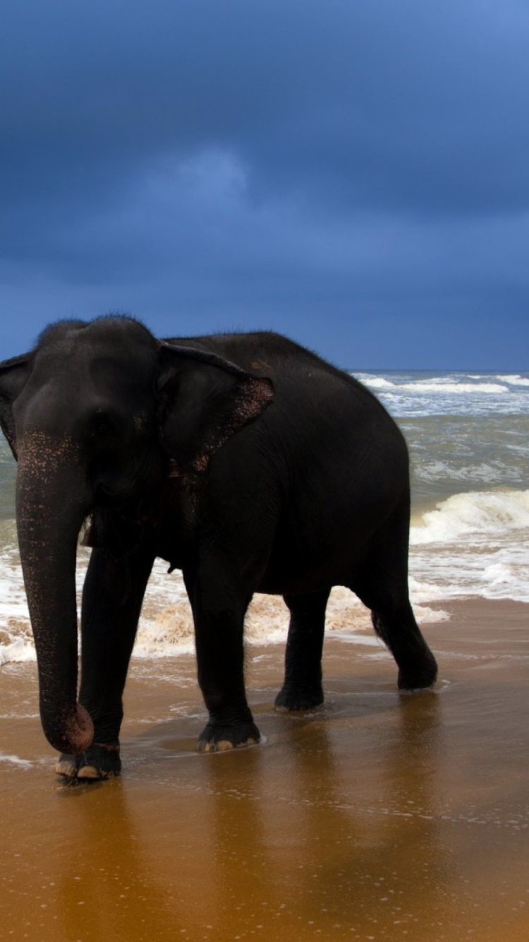 Sfondi Elephant On Beach 750x1334