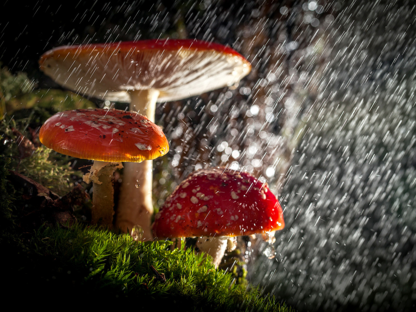 Das Amanita under rain Wallpaper 1400x1050