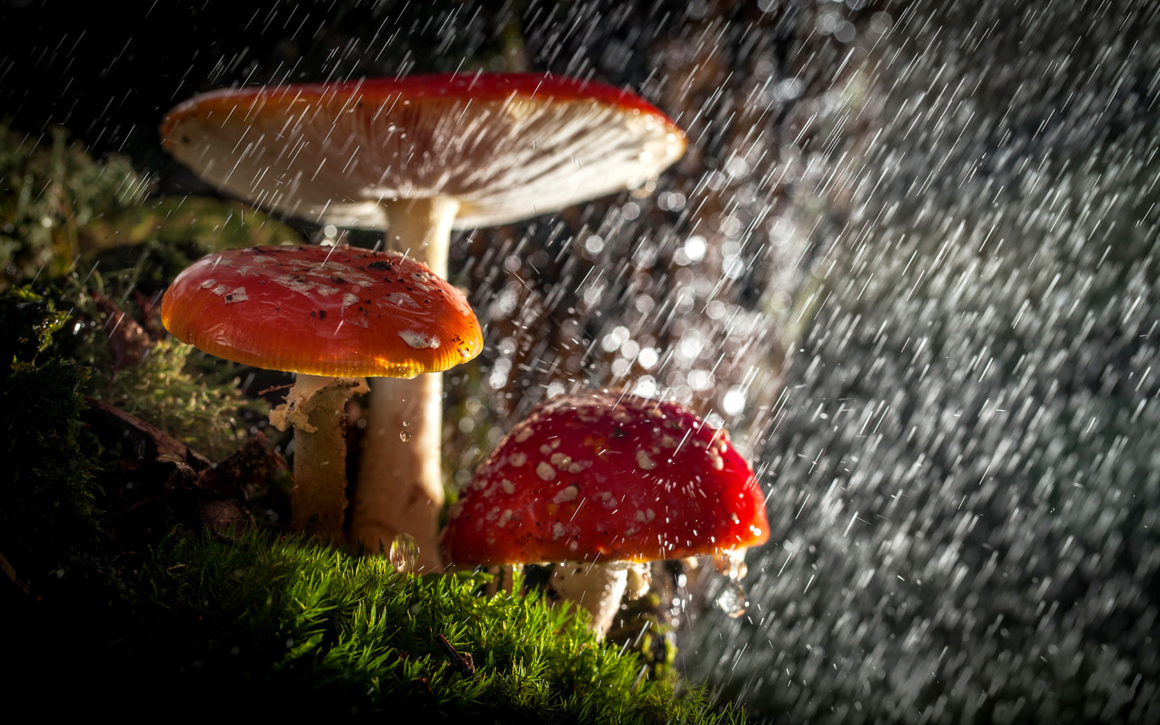 Fondo de pantalla Amanita under rain 1680x1050