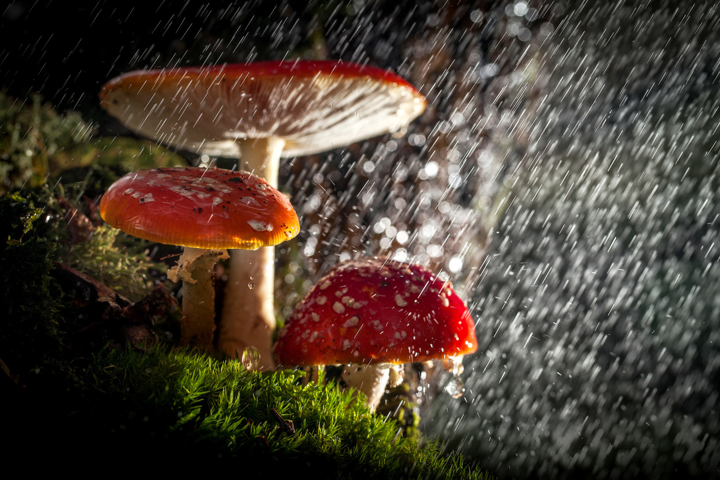 Обои Amanita under rain 2880x1920