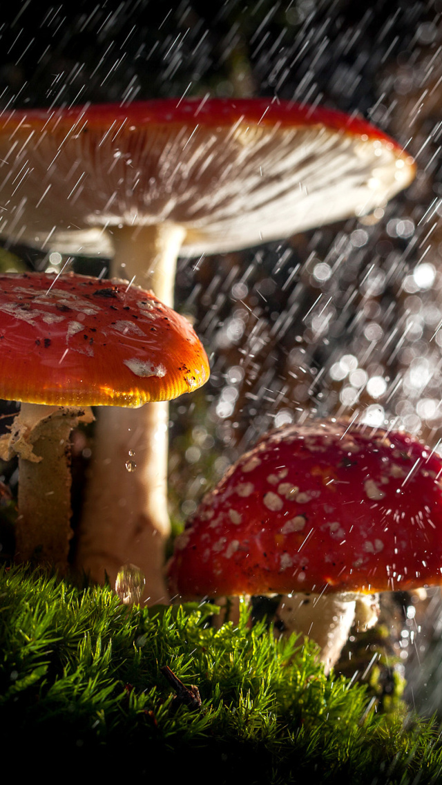 Fondo de pantalla Amanita under rain 640x1136