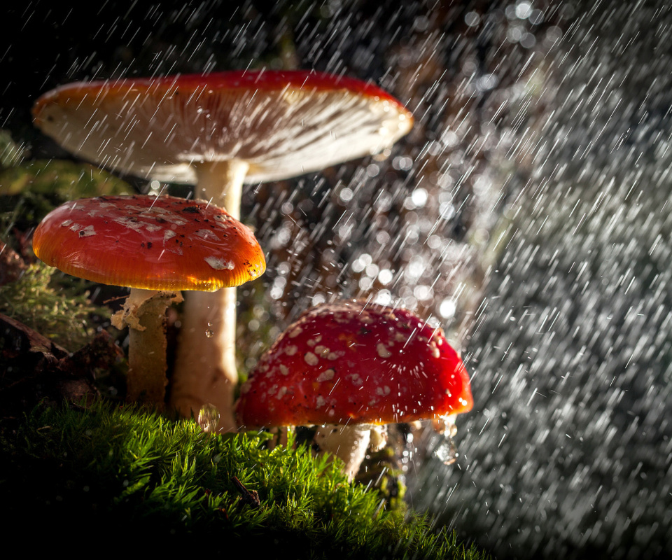 Amanita under rain wallpaper 960x800