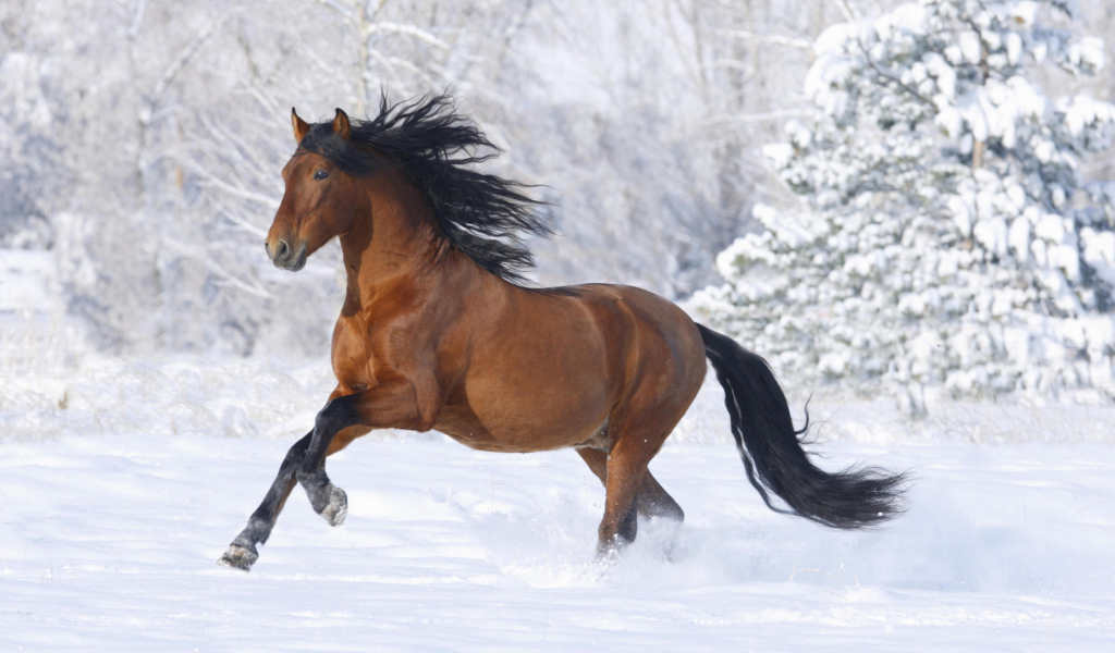 Bay Andalusian Horse wallpaper 1024x600