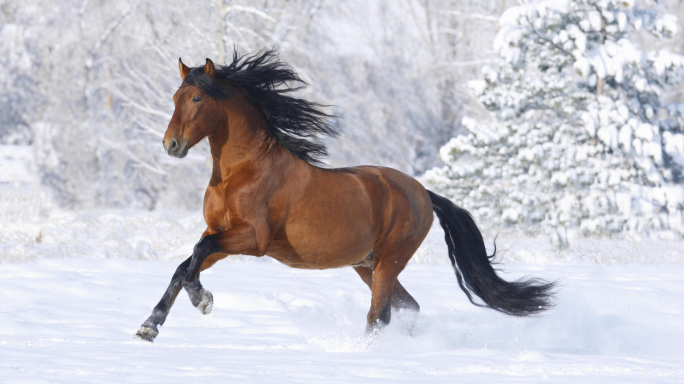 Fondo de pantalla Bay Andalusian Horse 1366x768