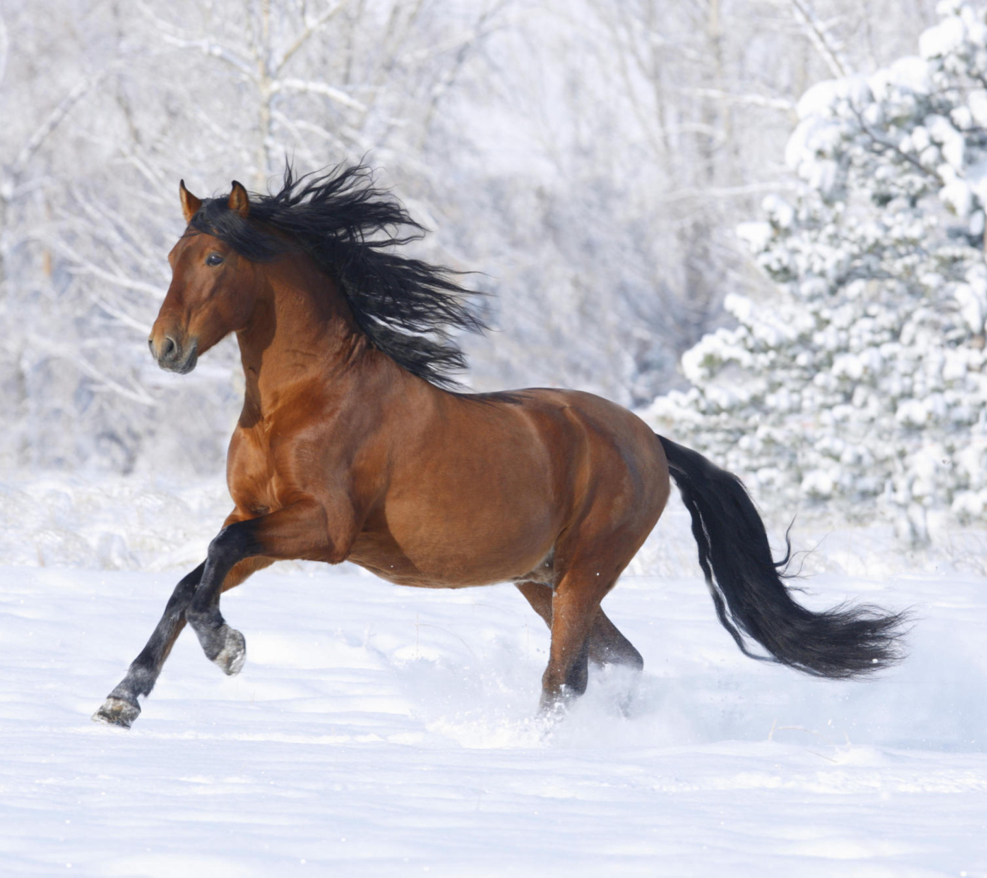 Fondo de pantalla Bay Andalusian Horse 1440x1280