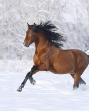 Bay Andalusian Horse screenshot #1 176x220