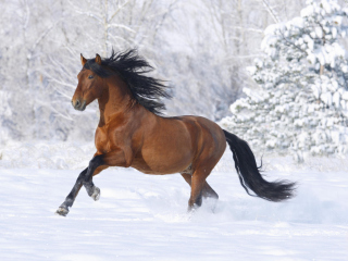 Bay Andalusian Horse screenshot #1 320x240