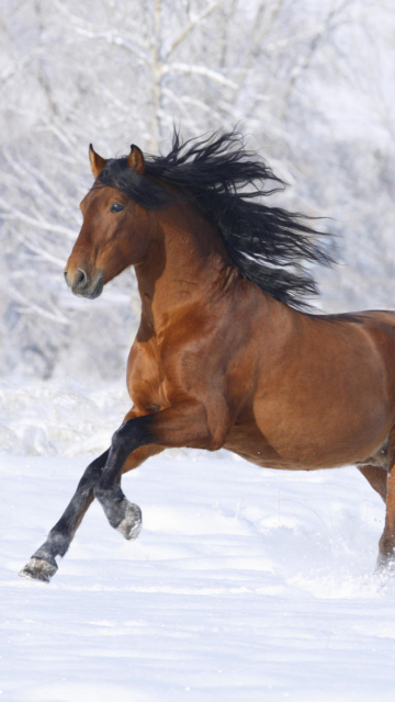 Fondo de pantalla Bay Andalusian Horse 360x640