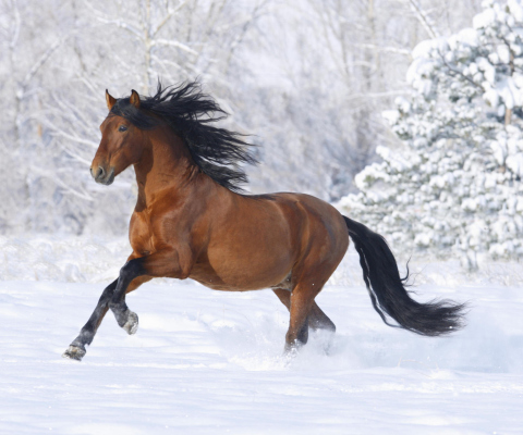 Fondo de pantalla Bay Andalusian Horse 480x400