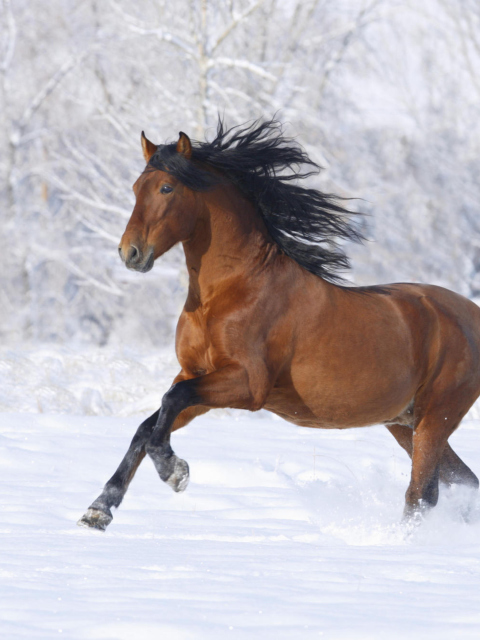 Fondo de pantalla Bay Andalusian Horse 480x640