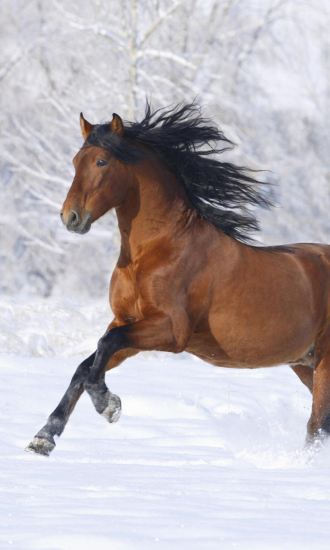 Fondo de pantalla Bay Andalusian Horse 480x800