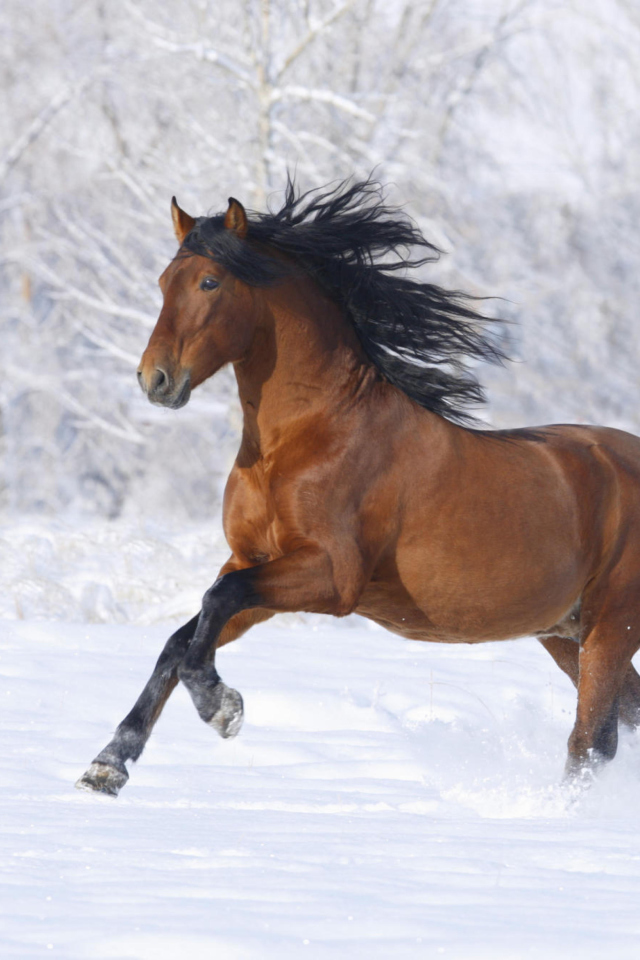 Sfondi Bay Andalusian Horse 640x960