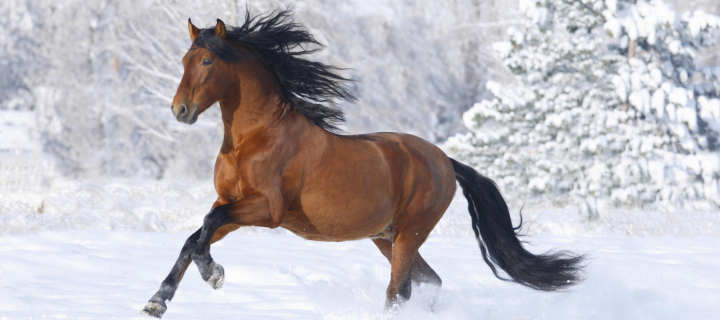 Bay Andalusian Horse screenshot #1 720x320