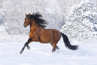 Bay Andalusian Horse - Obrázkek zdarma 