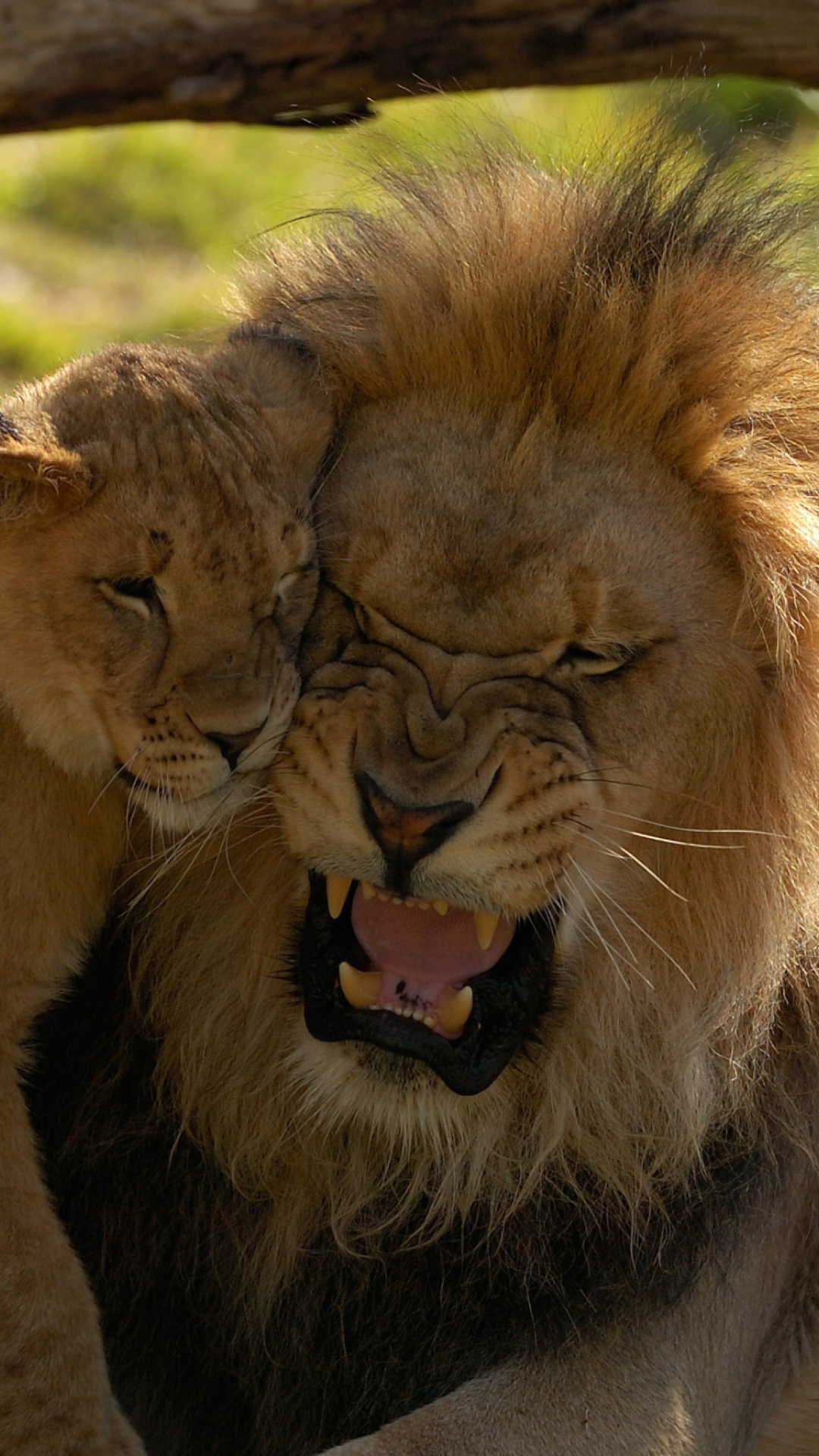 Screenshot №1 pro téma Lion Cuddle 1080x1920