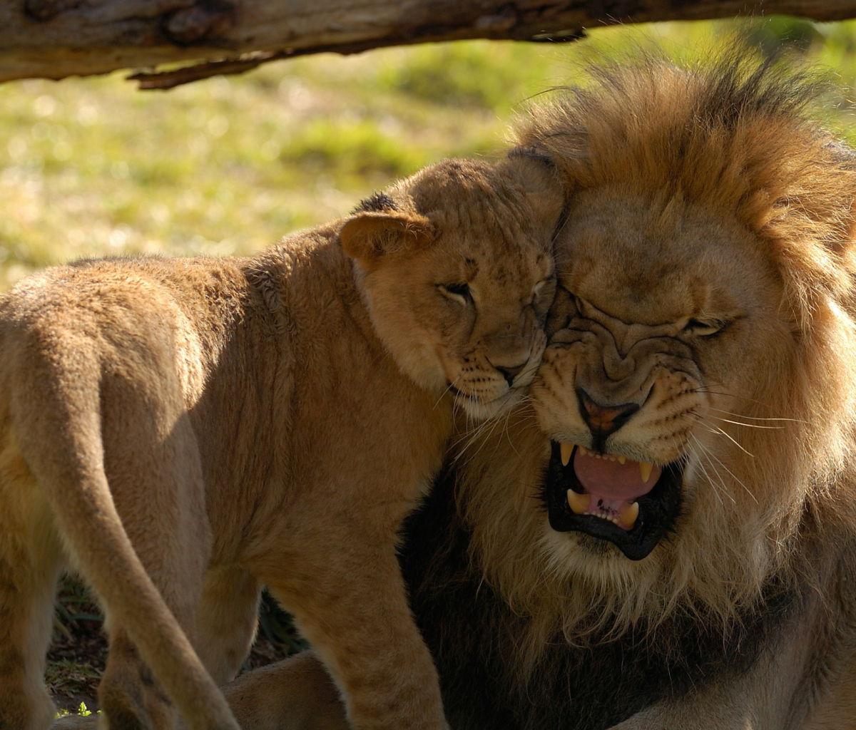 Sfondi Lion Cuddle 1200x1024