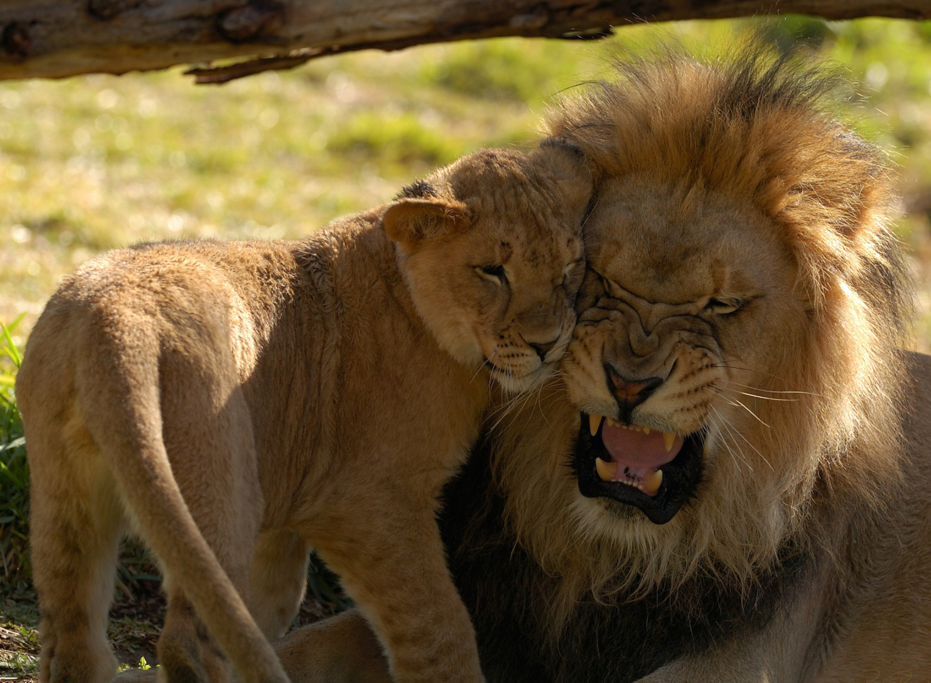 Lion Cuddle wallpaper 1920x1408