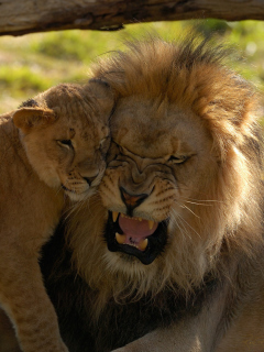 Lion Cuddle wallpaper 240x320