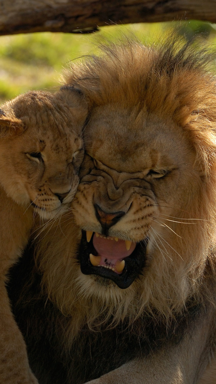 Lion Cuddle wallpaper 750x1334