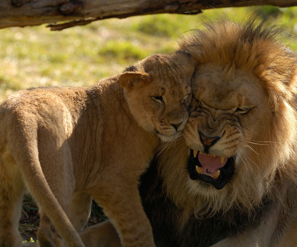 Lion Cuddle wallpaper 960x800