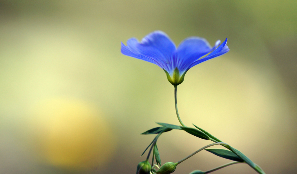 Screenshot №1 pro téma Blue Flower 1024x600