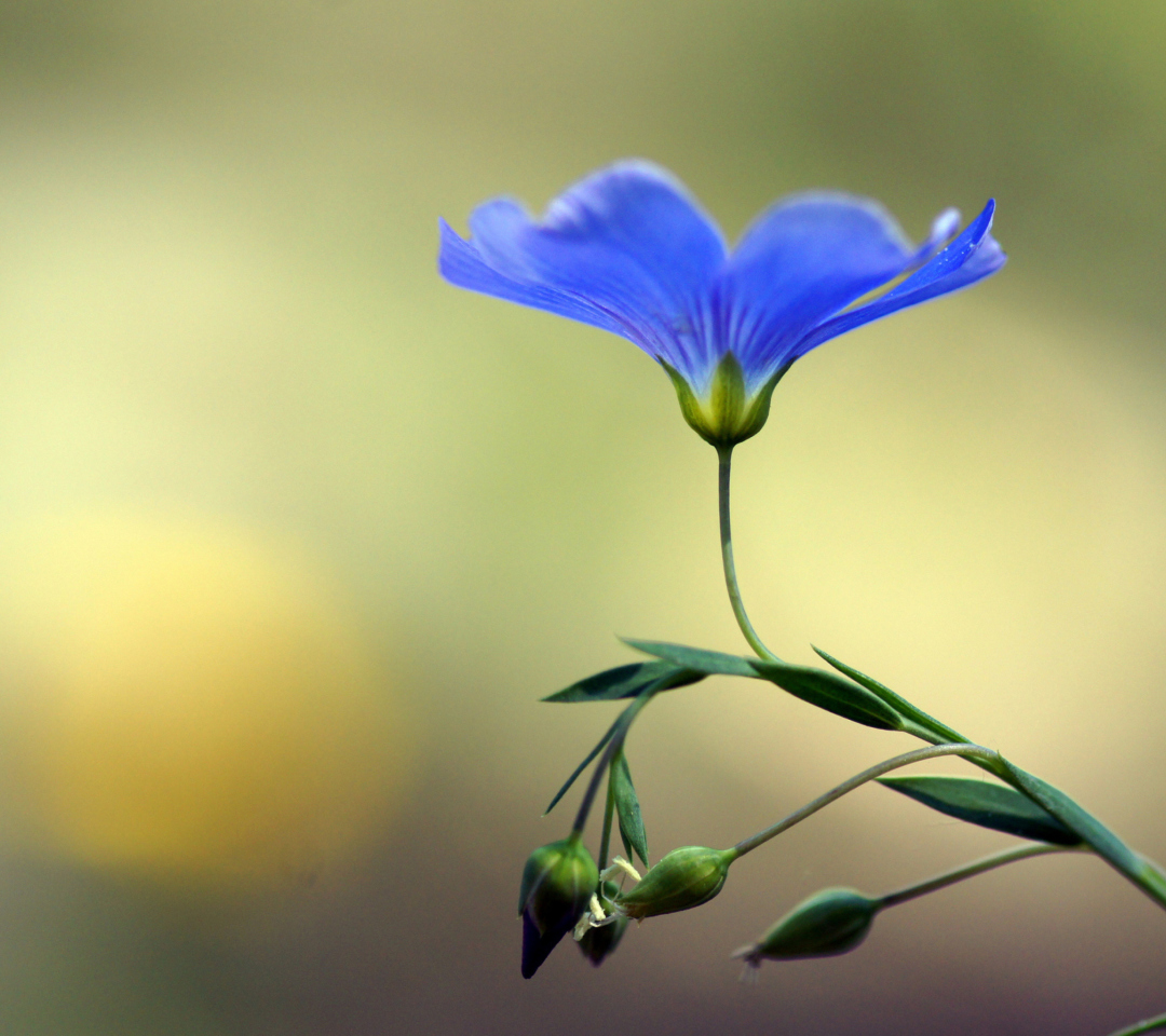 Das Blue Flower Wallpaper 1080x960