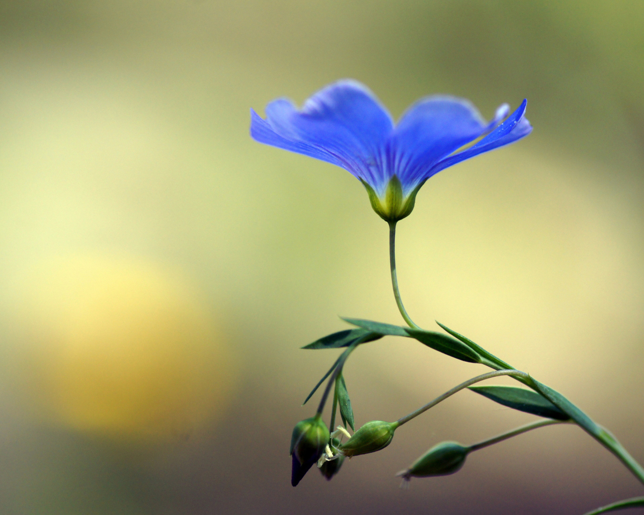 Das Blue Flower Wallpaper 1280x1024