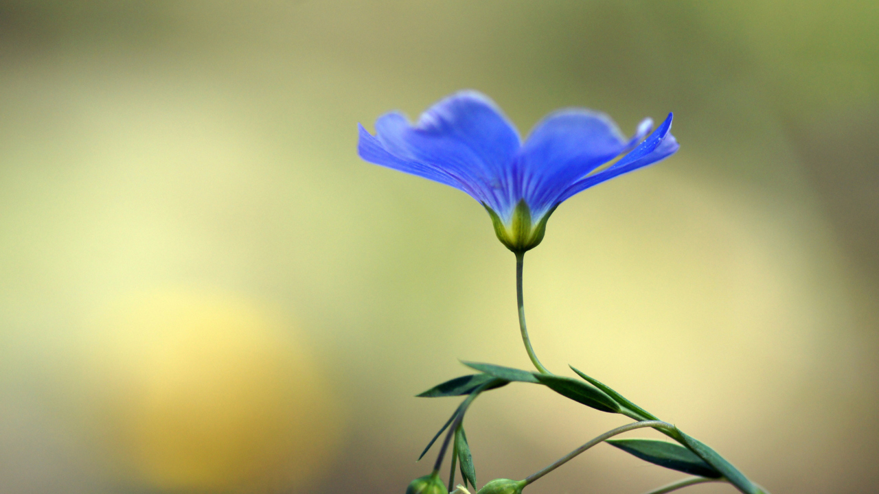 Screenshot №1 pro téma Blue Flower 1280x720