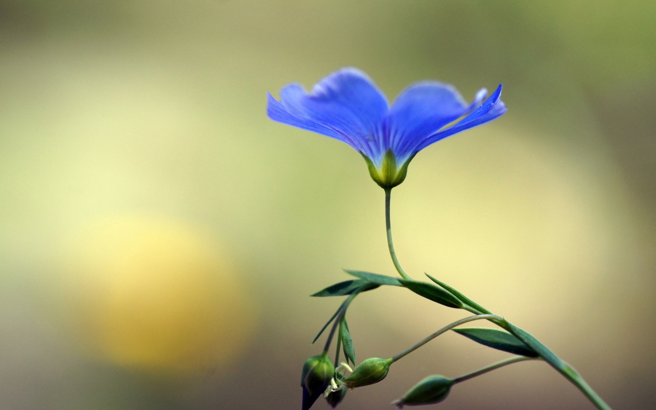Screenshot №1 pro téma Blue Flower 1280x800